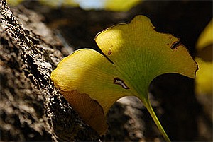 千年银杏（白果）树