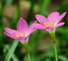 风雨花