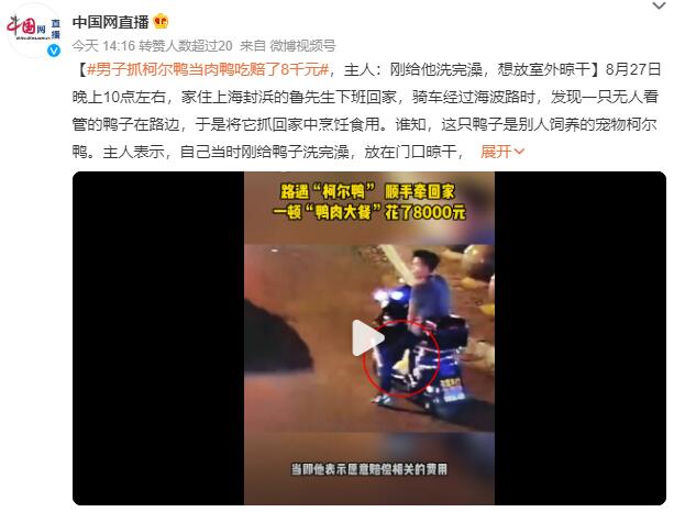 男子抓柯尔鸭当肉鸭吃赔了8千元 主人：刚给鸭子洗完澡，放在门口晾干