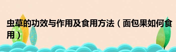 虫草的功效与作用及食用方法（面包果如何食用）