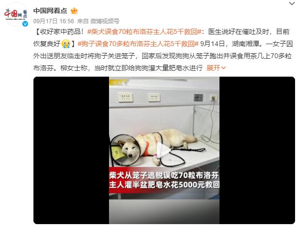 柴犬误食70粒布洛芬主人花5千救回：上个月还因偷吃巧克力被送医