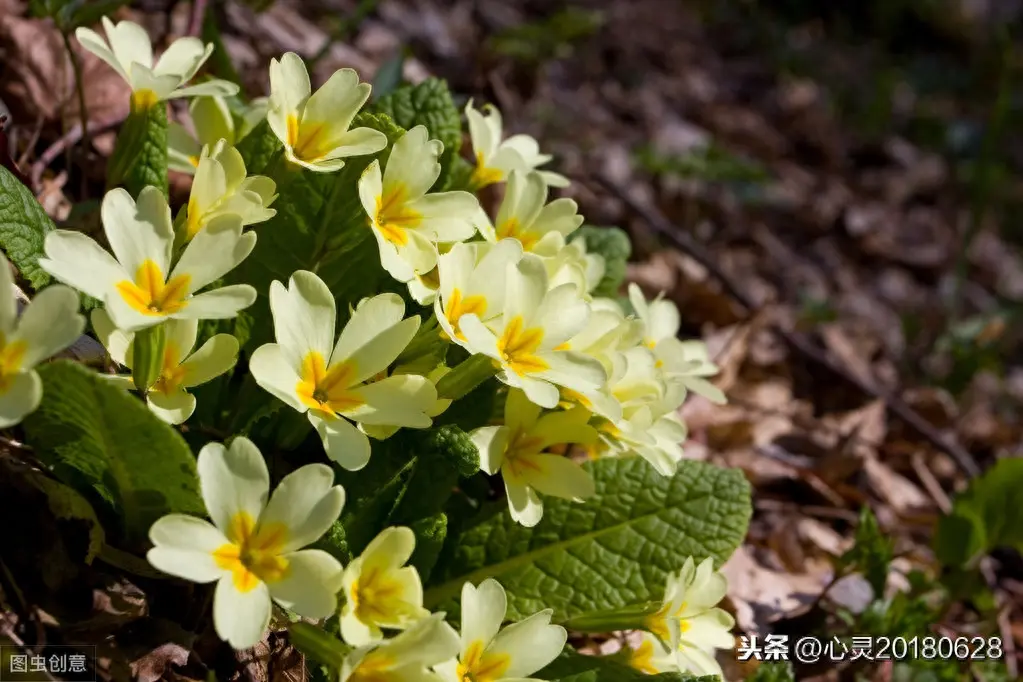 5月生日花对照表 五月份的生日花