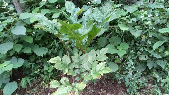 豆腐是植物性食物吗（农村一种全身有毒的植物）