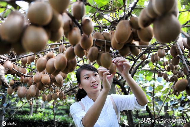 国际上的猕猴桃的品种大全（这十大品种统称）