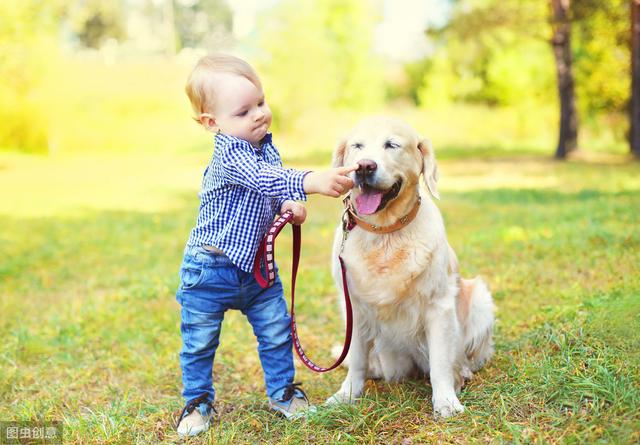 什么狗狗适合宝宝养不咬人