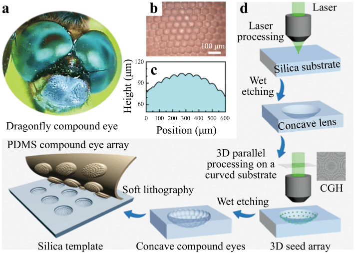以蜻蜓眼睛为灵感吉林大学开发新型微透镜阵列制造技术