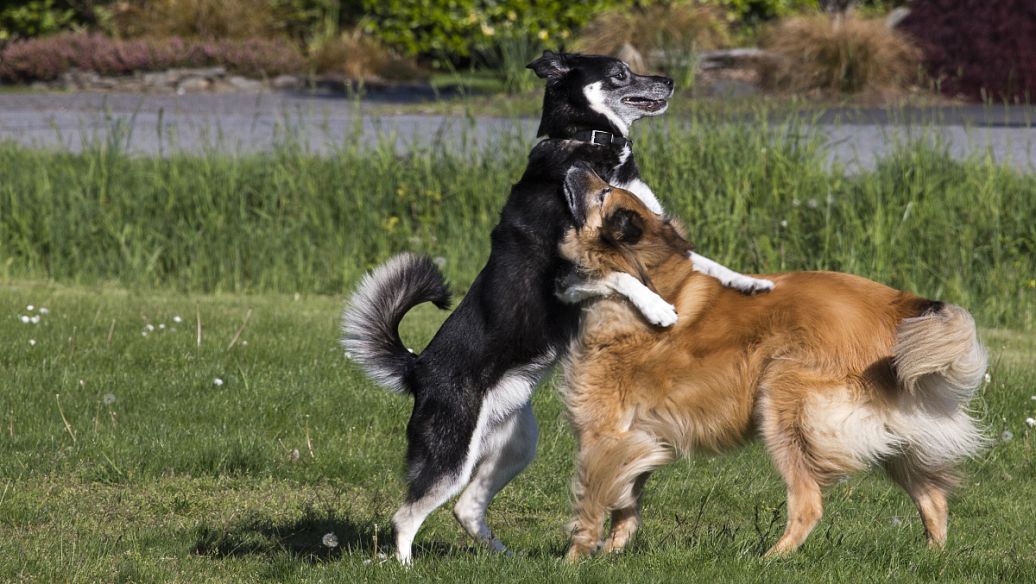 训犬基地的收费标准