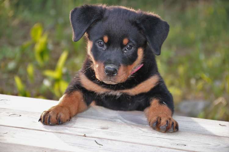 罗威纳幼犬价格及市场