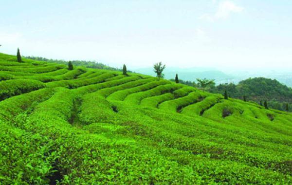 茶果间作种植方式