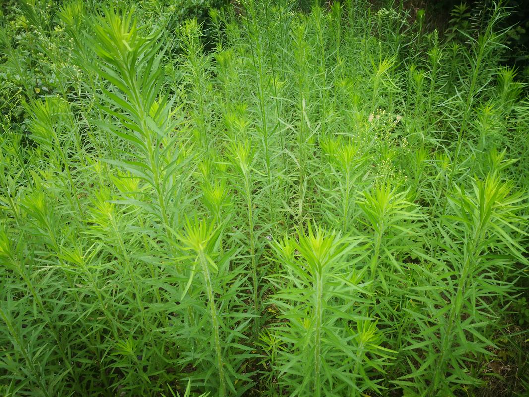 小飞蓬草用什么除草剂根除