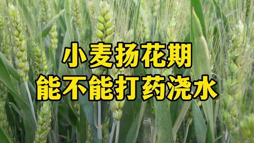 小麦扬花期能打农药吗