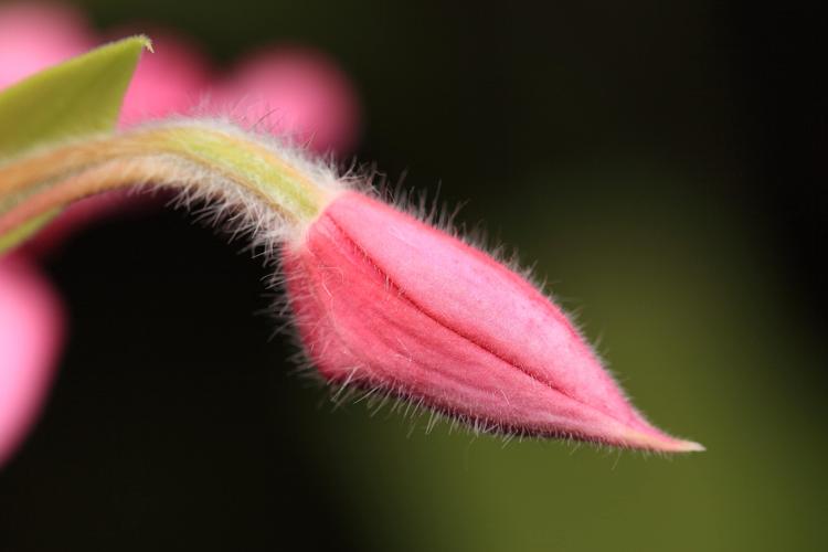 花蕾和花蕊的区别