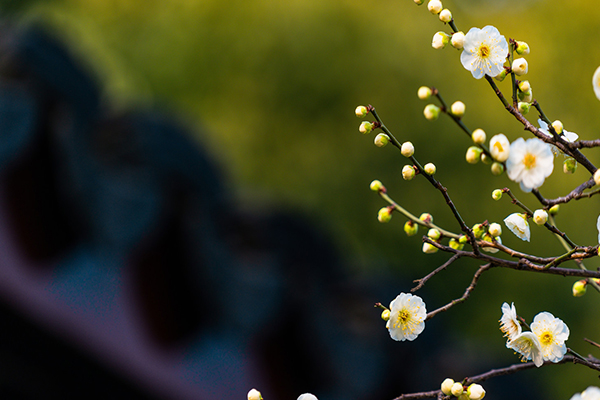 梅花魂中梅花的秉性是什么