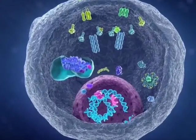 科学家找到癌细胞的生死开关 可能会为改进癌症治疗打开大门