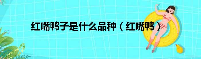 红嘴鸭子是什么品种