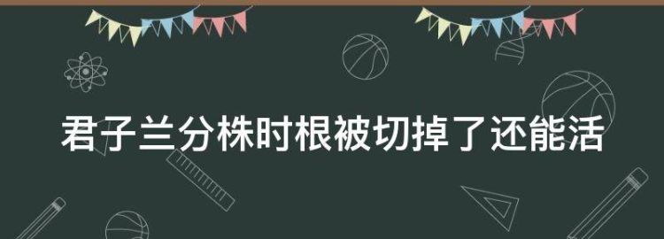 君子兰分株时根被切掉了还能活