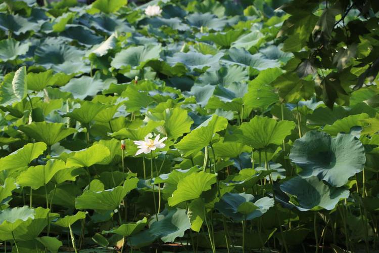 夏天属于哪个季节