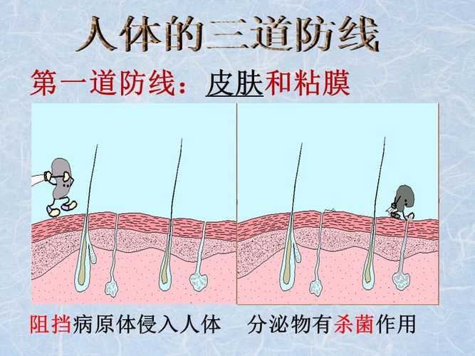 人体的防线是什么