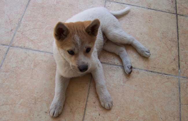 中华田园犬价格